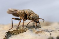 /album/insekter/kryp-18-maj-2013-img-6473-jpg1/